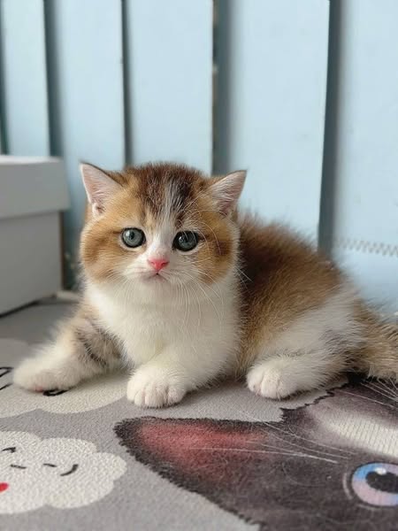 Munchkin