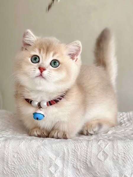 Munchkin