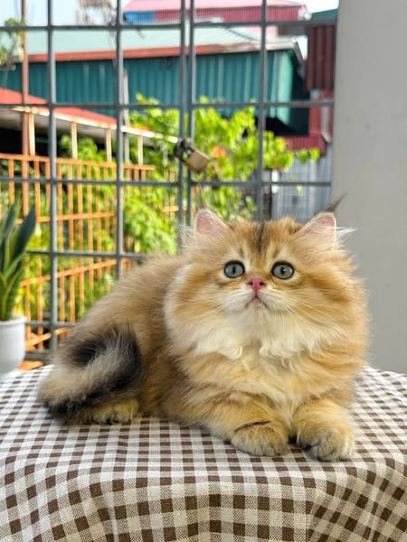 British Longhair