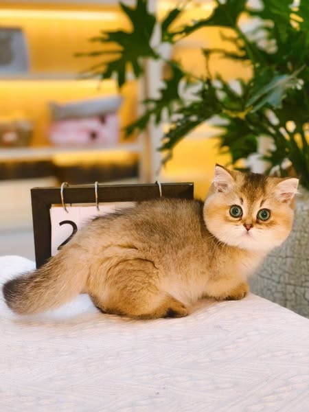 Munchkin