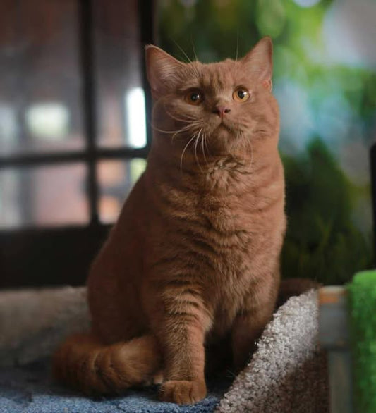British Shorthair