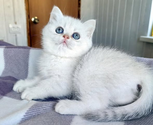 British Shorthair