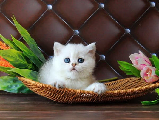 British Shorthair