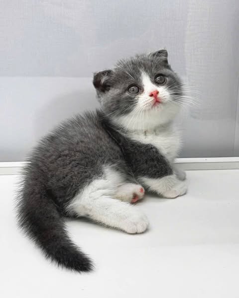 Munchkin Fold