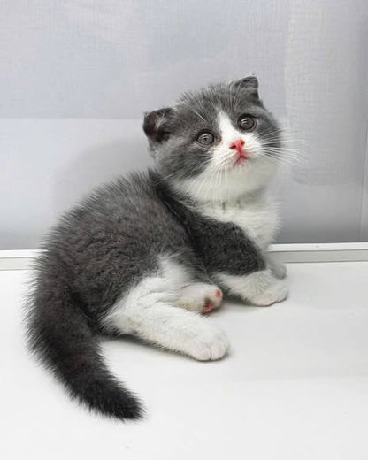 Munchkin Fold