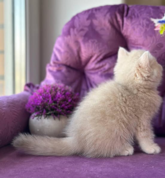 British Shorthair