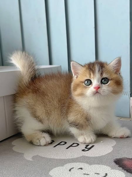 Munchkin