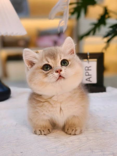 Munchkin