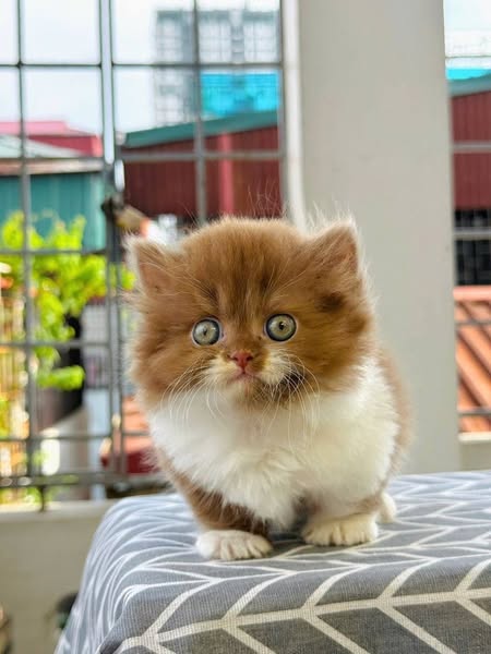 Munchkin Longhair