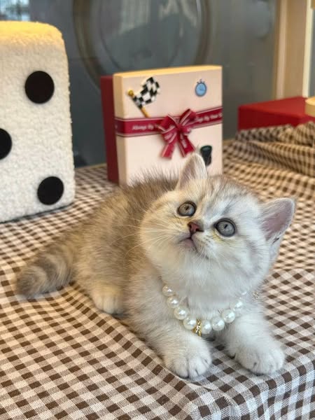 British Shorthair
