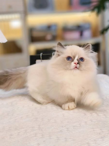 Munchkin Ragdoll