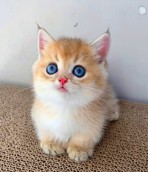 Munchkin