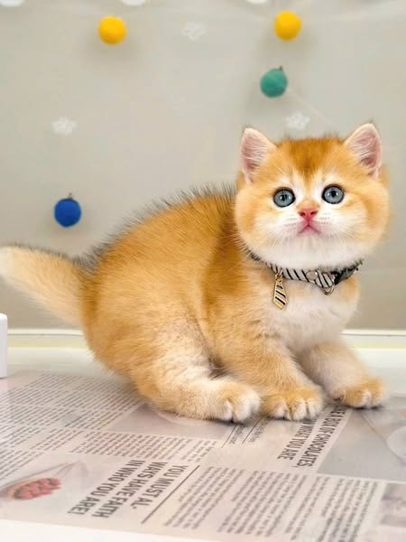 British Shorthair