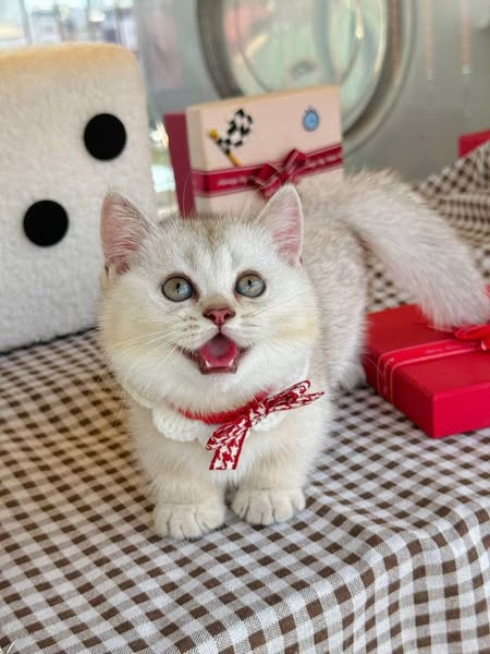 Munchkin