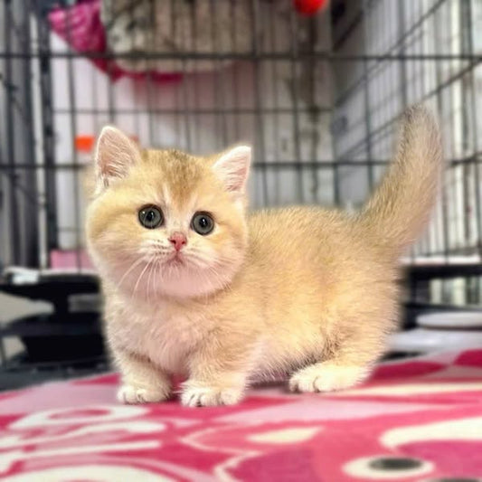 Munchkin