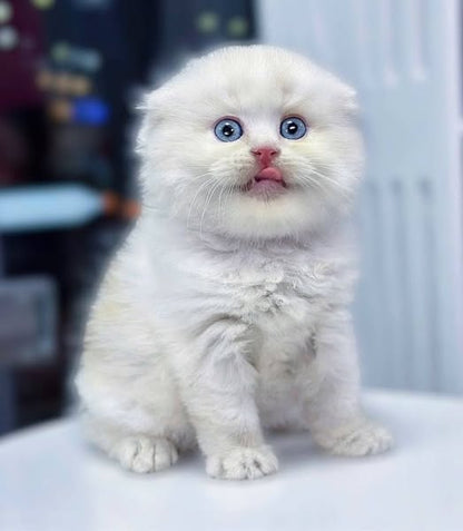 Scottish Fold Longhair