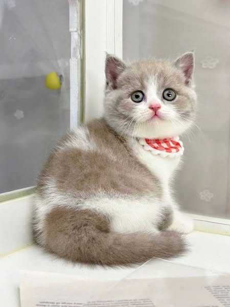 British Shorthair