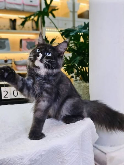 Maine Coon