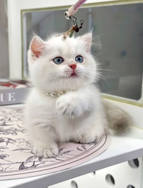 Munchkin