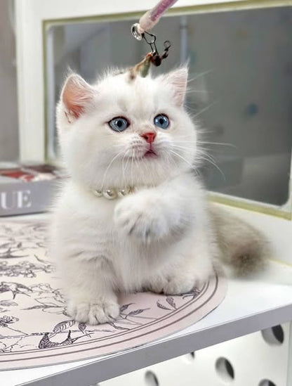 Munchkin