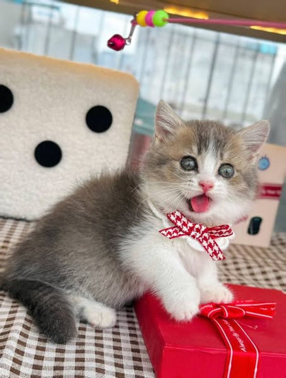 Munchkin