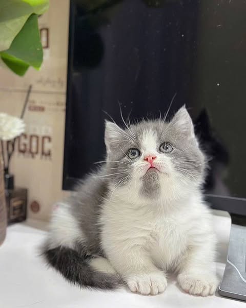 Munchkin