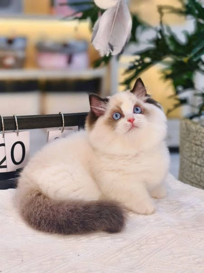 Munchkin Ragdoll