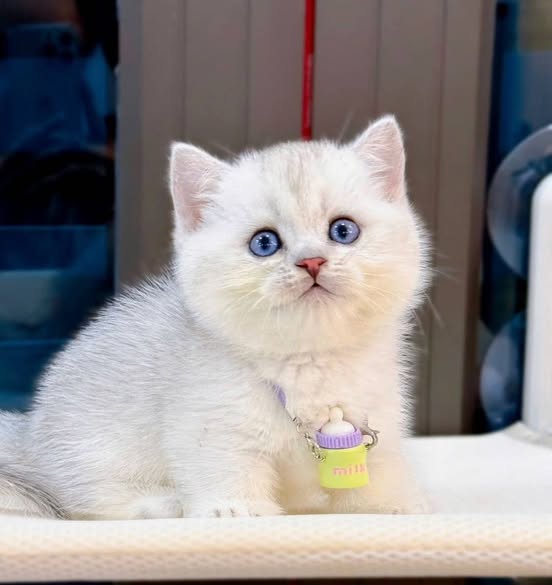 Munchkin