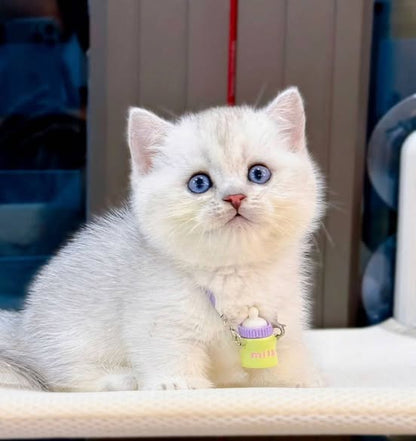 Munchkin