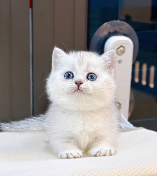 Munchkin
