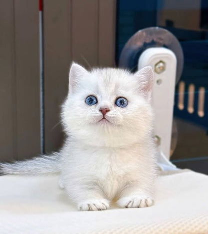 Munchkin