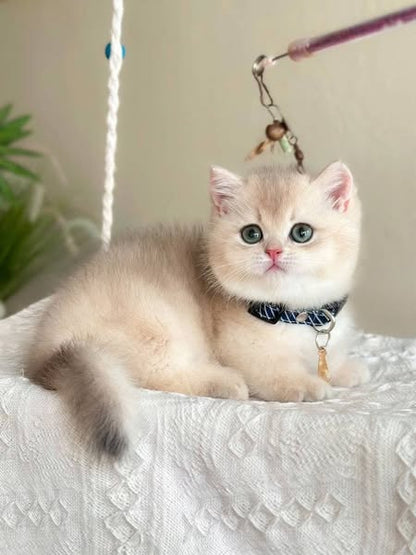 Munchkin