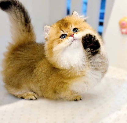 Munchkin Longhair