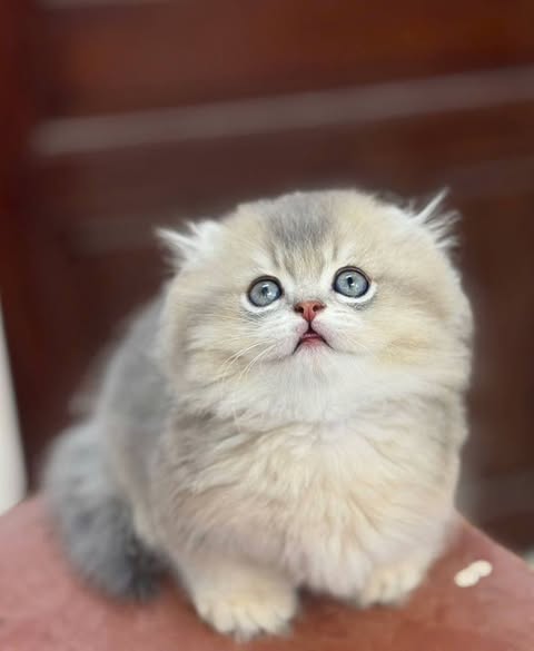 Munchkin Longhair