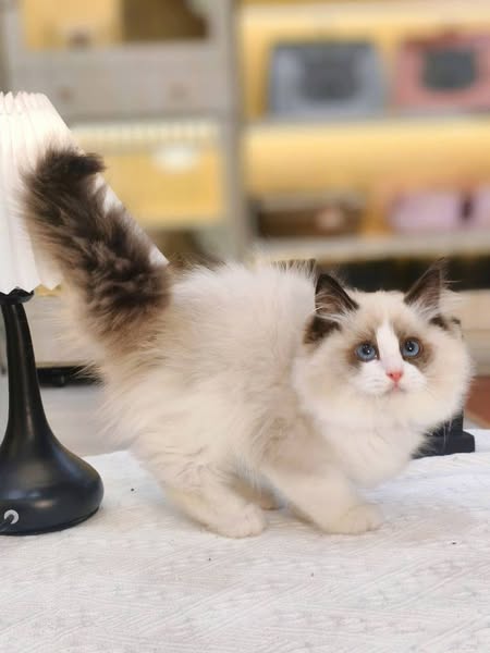Ragdoll