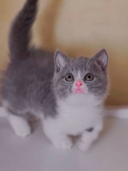 Munchkin