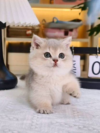 Munchkin