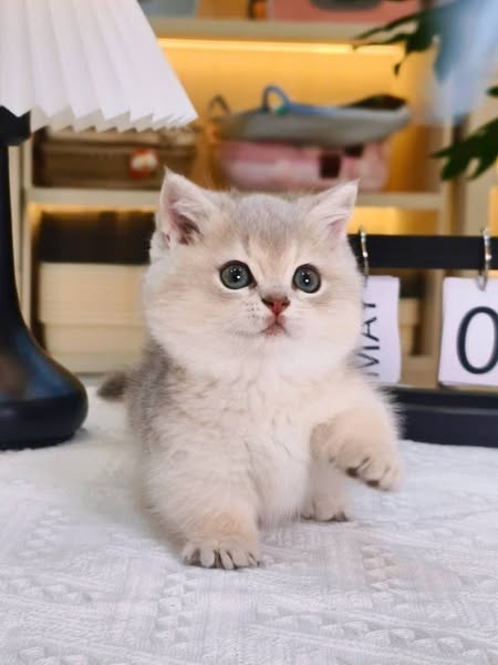 Munchkin