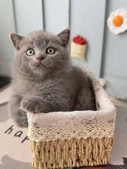 British Shorthair
