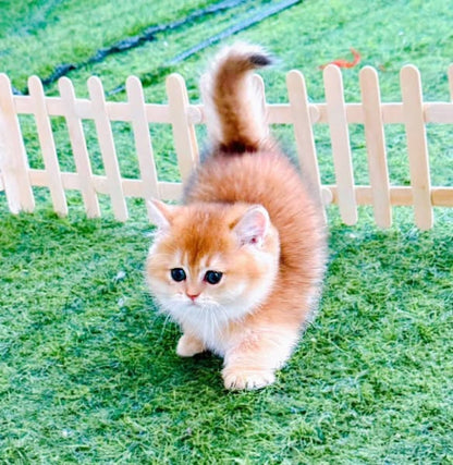 Munchkin