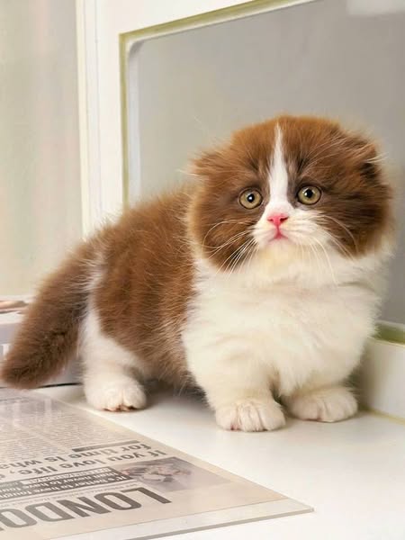Munchkin Fold Longhair