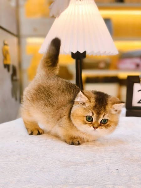 Munchkin