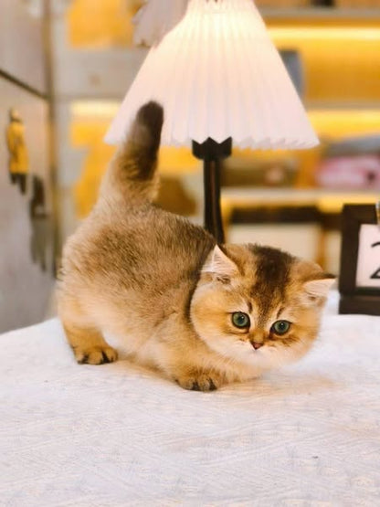 Munchkin