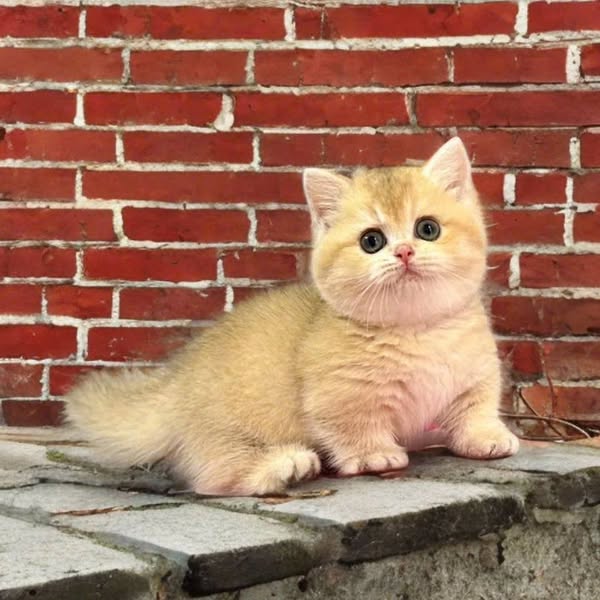 Munchkin
