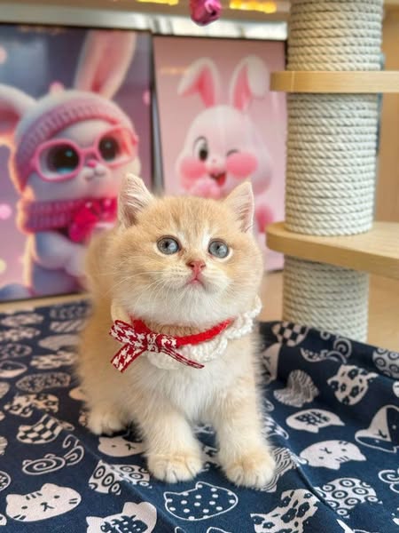 British Shorthair