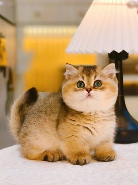 Munchkin