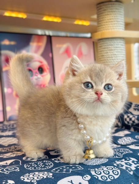 Munchkin