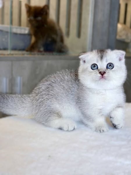 Munchkin Fold
