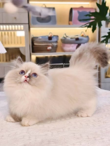 Munchkin Ragdoll