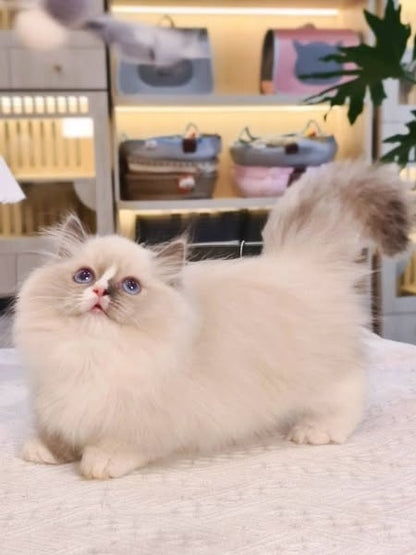 Munchkin Ragdoll